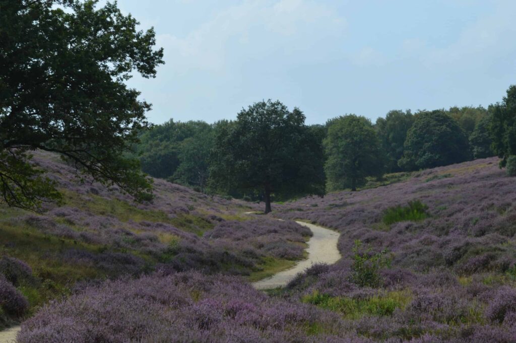 Heide
