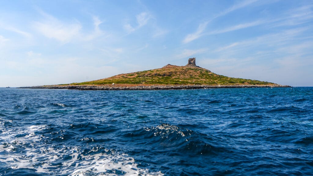 Otok samic